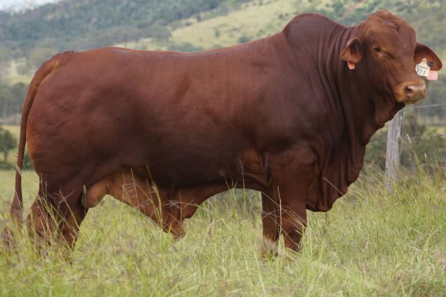 Bryvonlea Napoleon